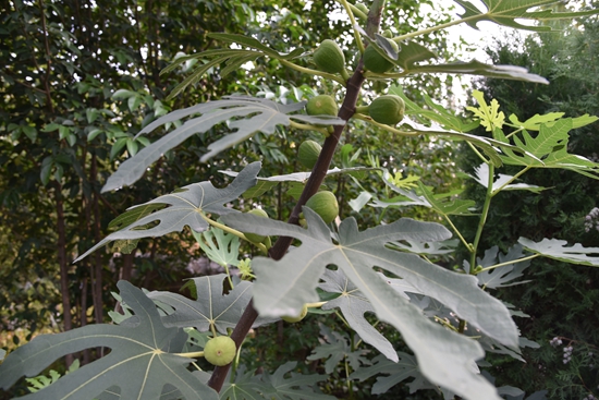 春華秋實(shí)之果實(shí)篇86