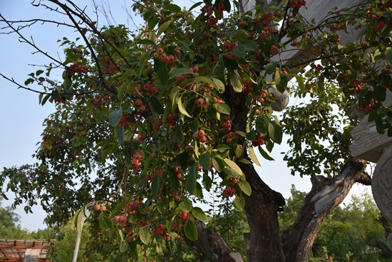 春華秋實(shí)之果實(shí)篇86