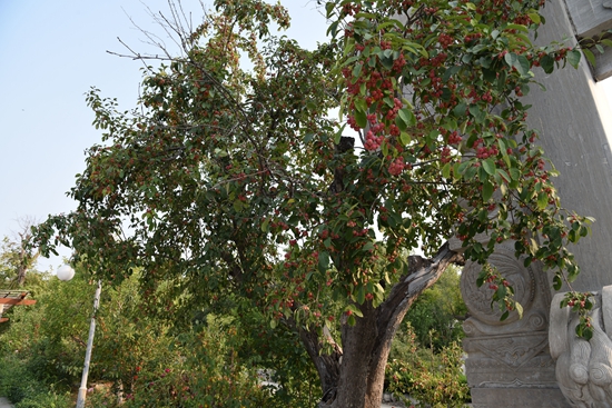 春華秋實(shí)之果實(shí)篇86