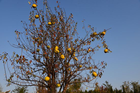 “醉美”重山秋(二)2