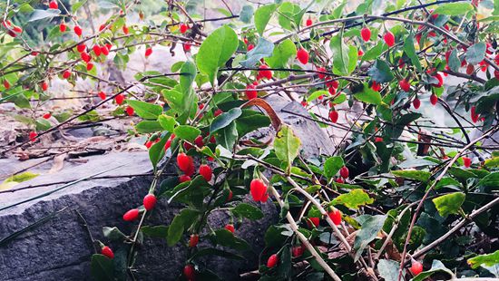 “醉美”重山秋(二)2