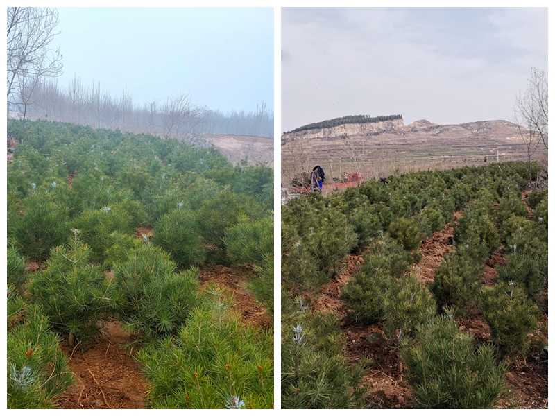 植樹綠化進行時70