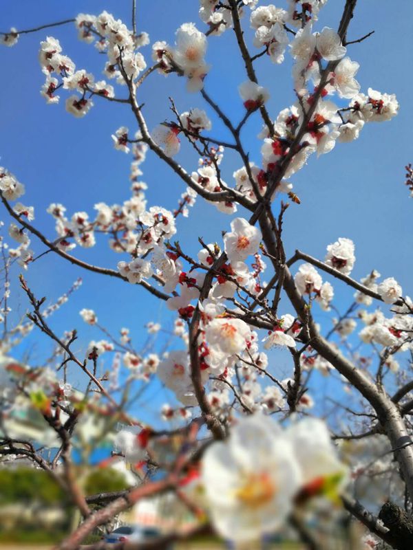 【重山影像】重山春已到 奮斗正當(dāng)時(shí)(二)20