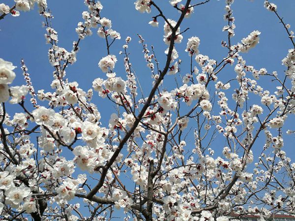 【重山影像】重山春已到 奮斗正當(dāng)時(shí)(二)20