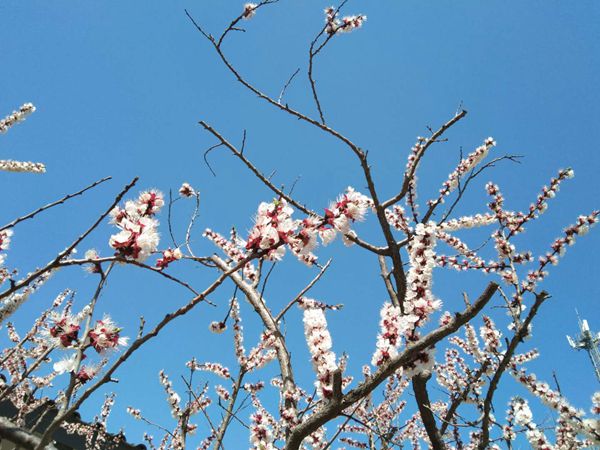 【重山影像】重山春已到 奮斗正當(dāng)時(shí)(二)20